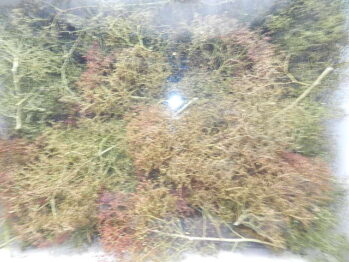 Heki 1370 - 35 Bäume, Seemoos natur