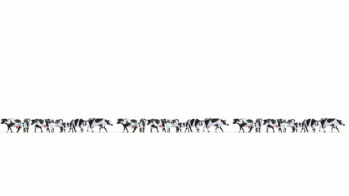 NOCH 16164 - XL-Set “Kühe schwarz-weiß” 21 Figuren