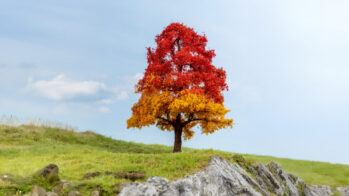 NOCH 20114 - Eiche, herbstlich 20 cm