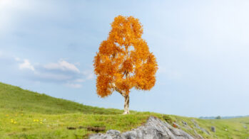 NOCH 20129 - Birke, herbstlich 21 cm