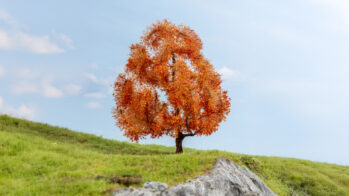 NOCH 20155 - Ahorn, herbstlich 15 cm