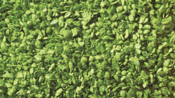 NOCH 07152 - Laub hellgrün, 100 g Dose