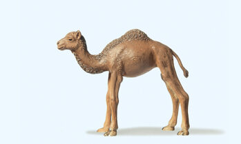 Preiser 47532 - 1:25 Dromedar jung